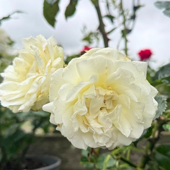 Rose Rosa 'La Paloma-85' – buketrose med elegante hvide blomster