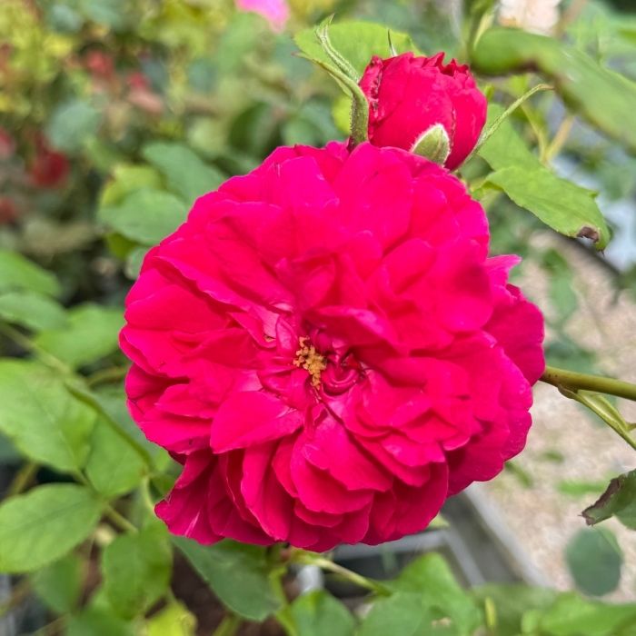 Rose Rosa 'Thomas À Becket' – Smuk engelsk rose med karminrøde, fyldte blomster og kraftig duft
