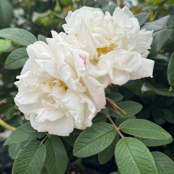 Rose, Rosa rugosa 'Louise Bugnet' - buskrose