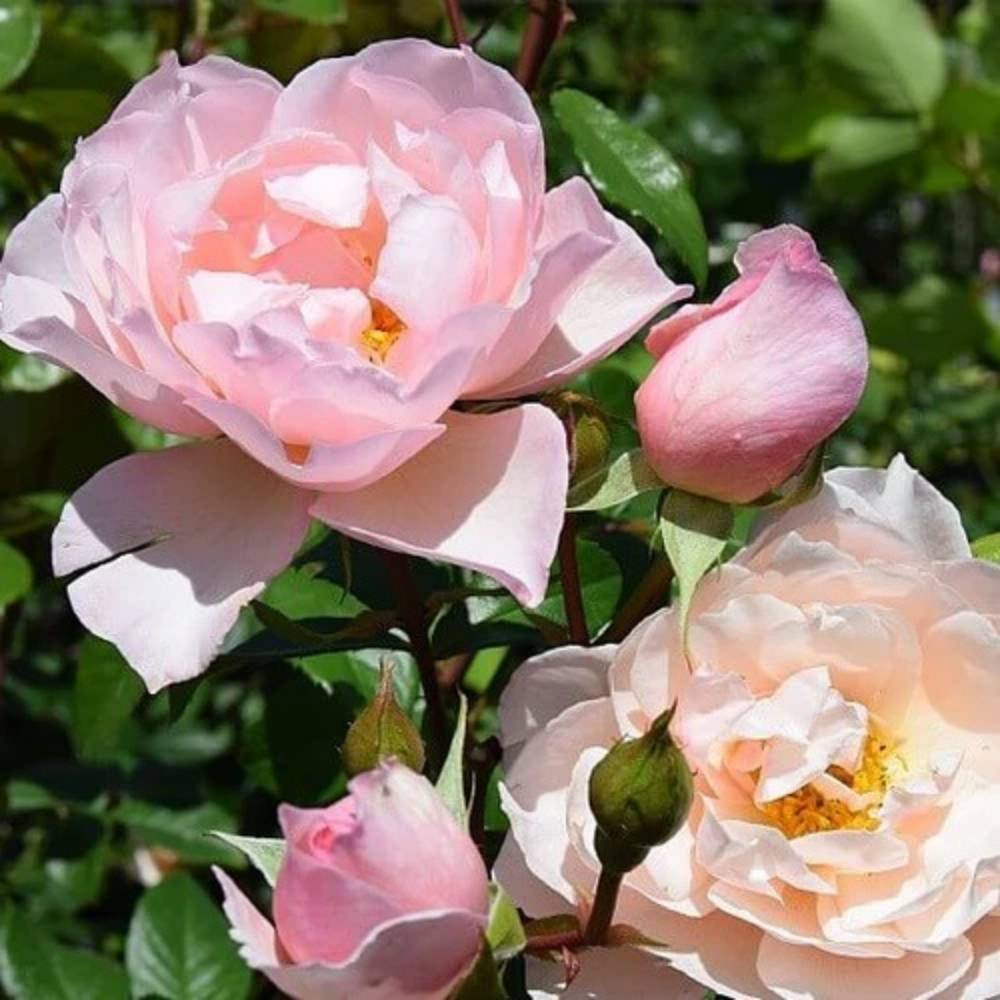 Rose, Rosa 'The Generous Gardener®' - slyngrose til haven.