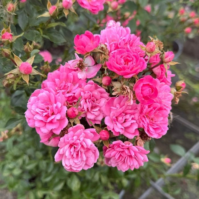 Rose, rosa ´Easy Cover´ - bunddækkerose