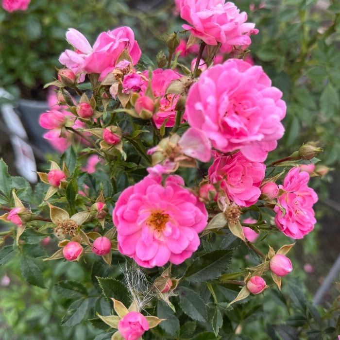 Rose, rosa ´Easy Cover´ - bunddækkerose