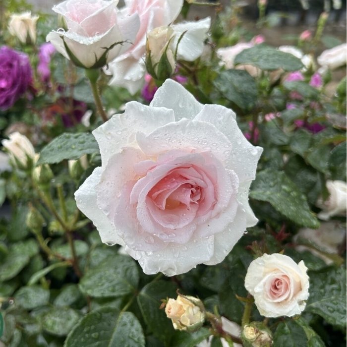 Rose, Rosa 'A Whiter Shade of Pale'