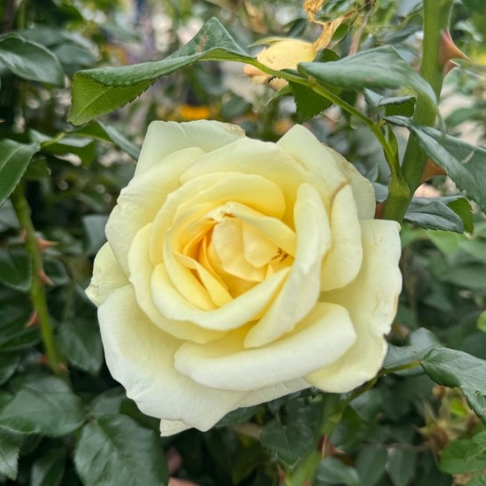Rose, Rosa 'Aarhus Rosen' - Buket rose 4l potte