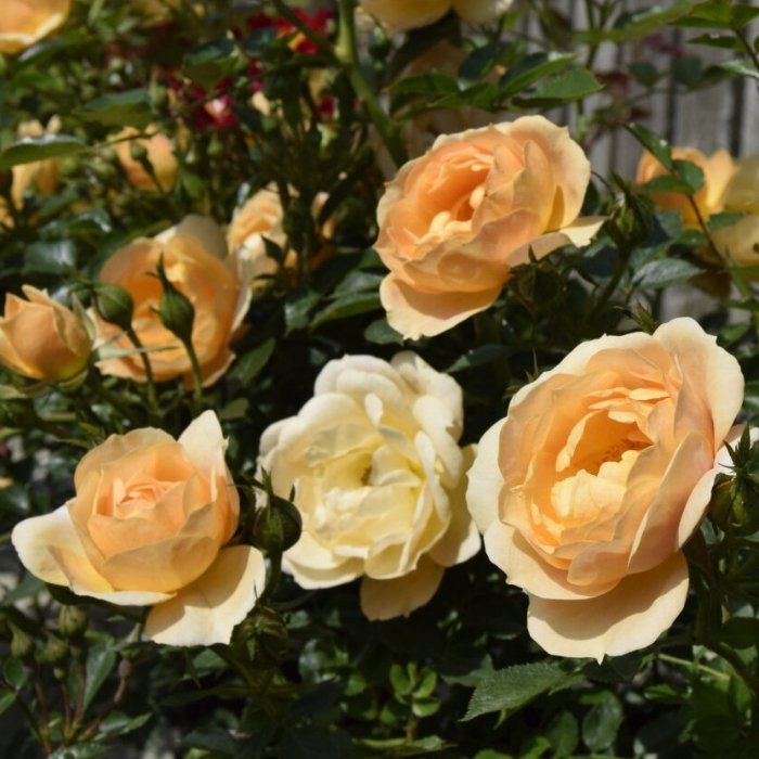 Rose, Rosa 'Amber Cover' - bunddækkende/buketrose