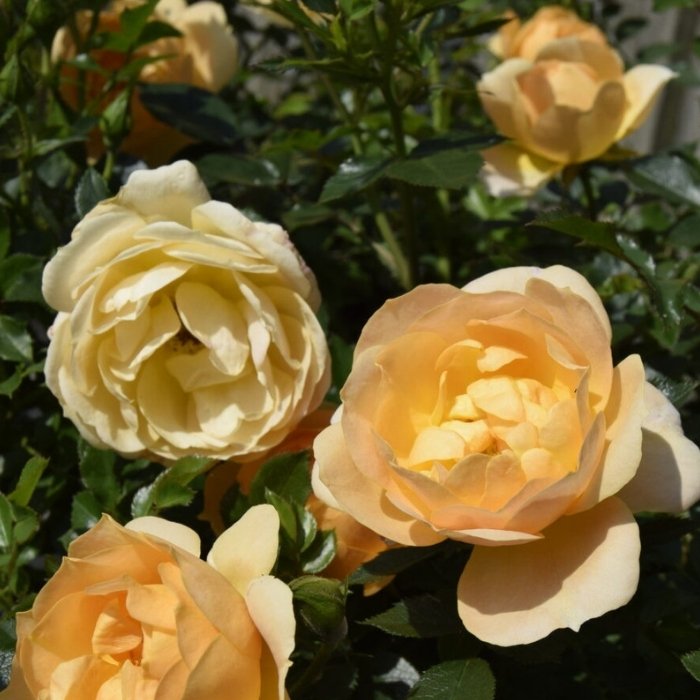 Rose, Rosa 'Amber Cover' - bunddækkende/buketrose