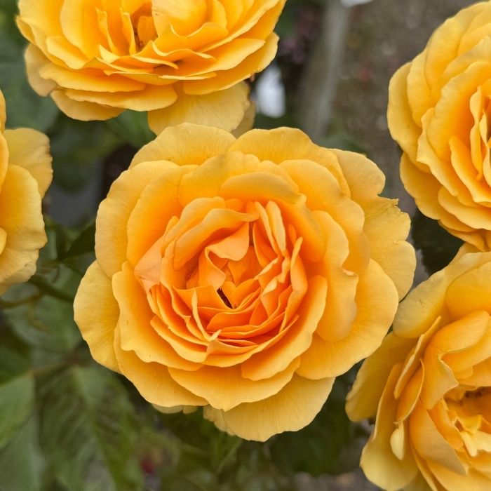Rose, Rosa 'Amber Queen' - buketrose