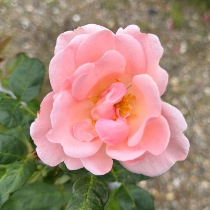 Rose, Rosa 'Astrid Lindgren' - Buketrose