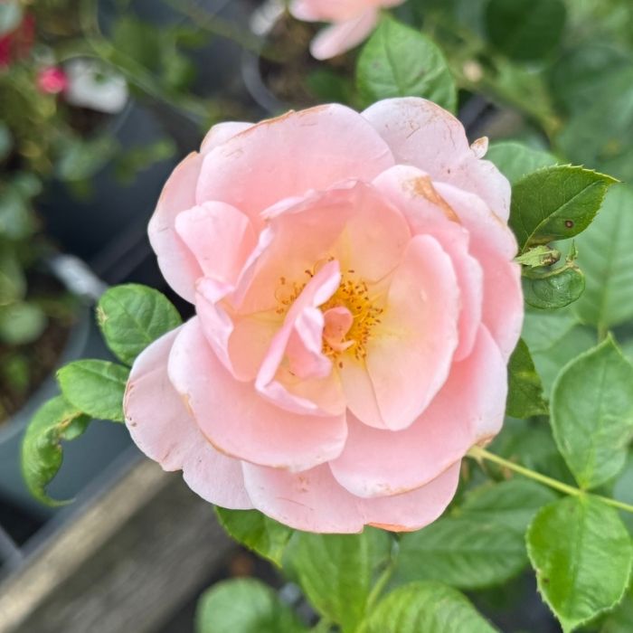 Rose, Rosa 'Astrid Lindgren' - Buketrose