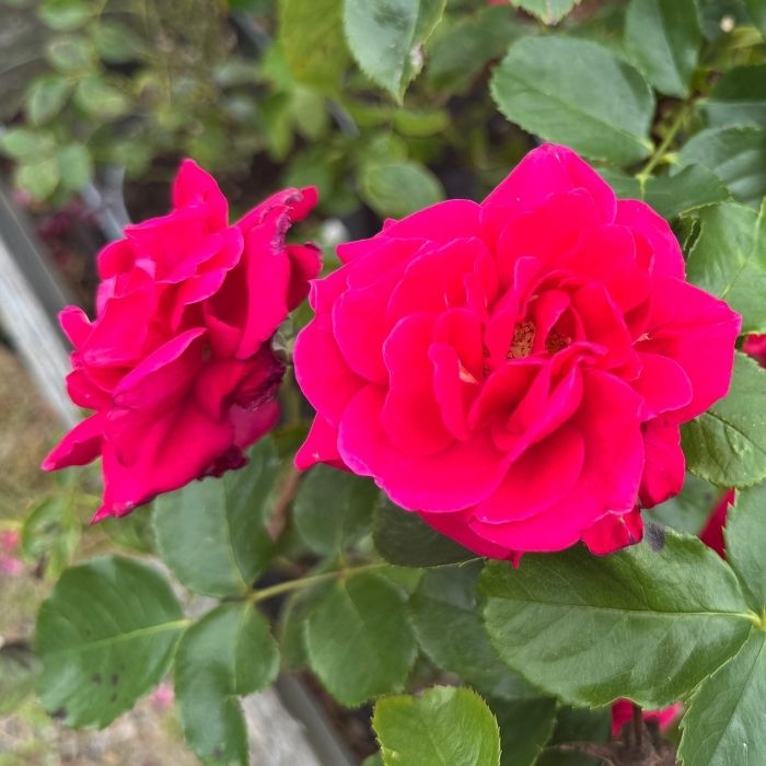 Rose, Rosa 'Avila 2012' - buketrose / krukkerose