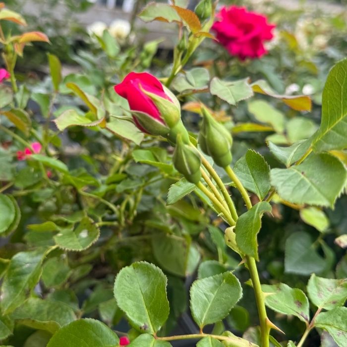 Rose, Rosa 'Avila 2012' - buketrose / krukkerose