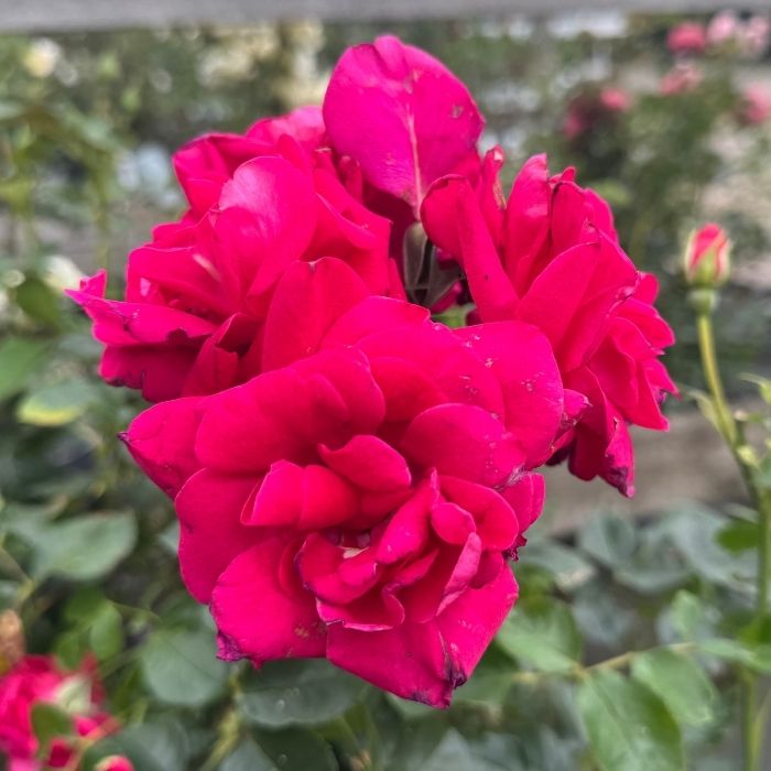 Rose, Rosa 'Avila 2012' - buketrose / krukkerose