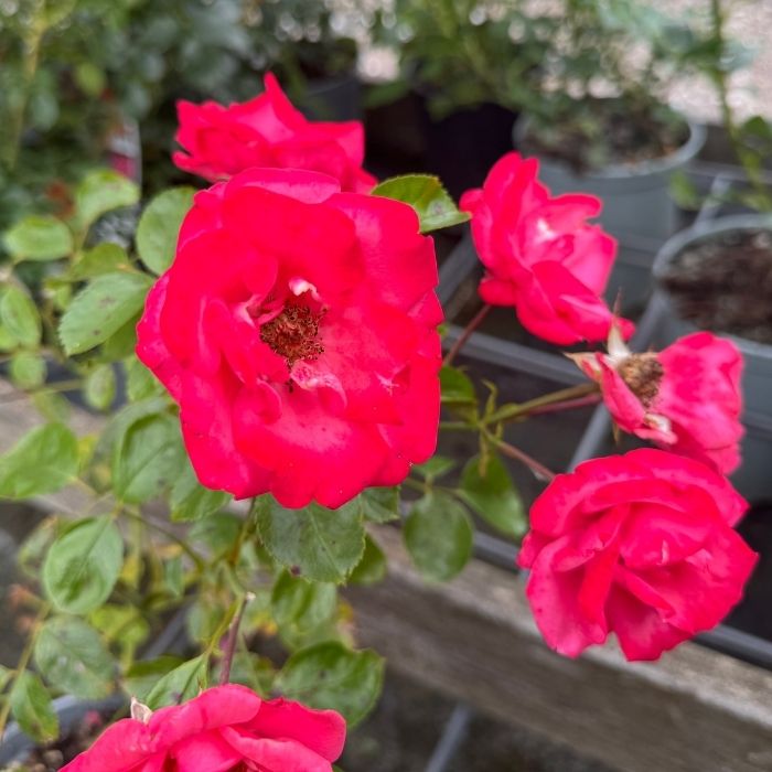 Rose, Rosa 'Bella Rosa' - buketrose