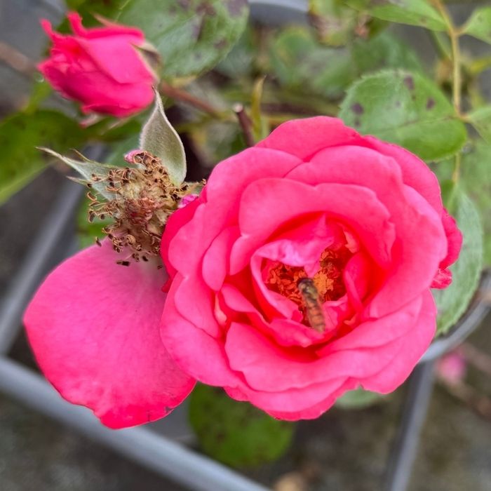 Rose, Rosa 'Bella Rosa' - buketrose