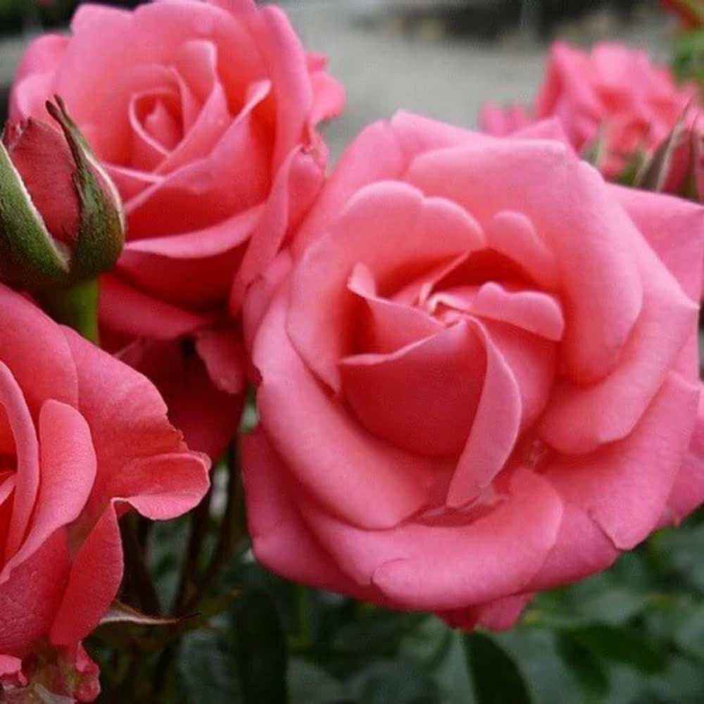 Rose, Rosa 'Bella Rosa®' - buketrose