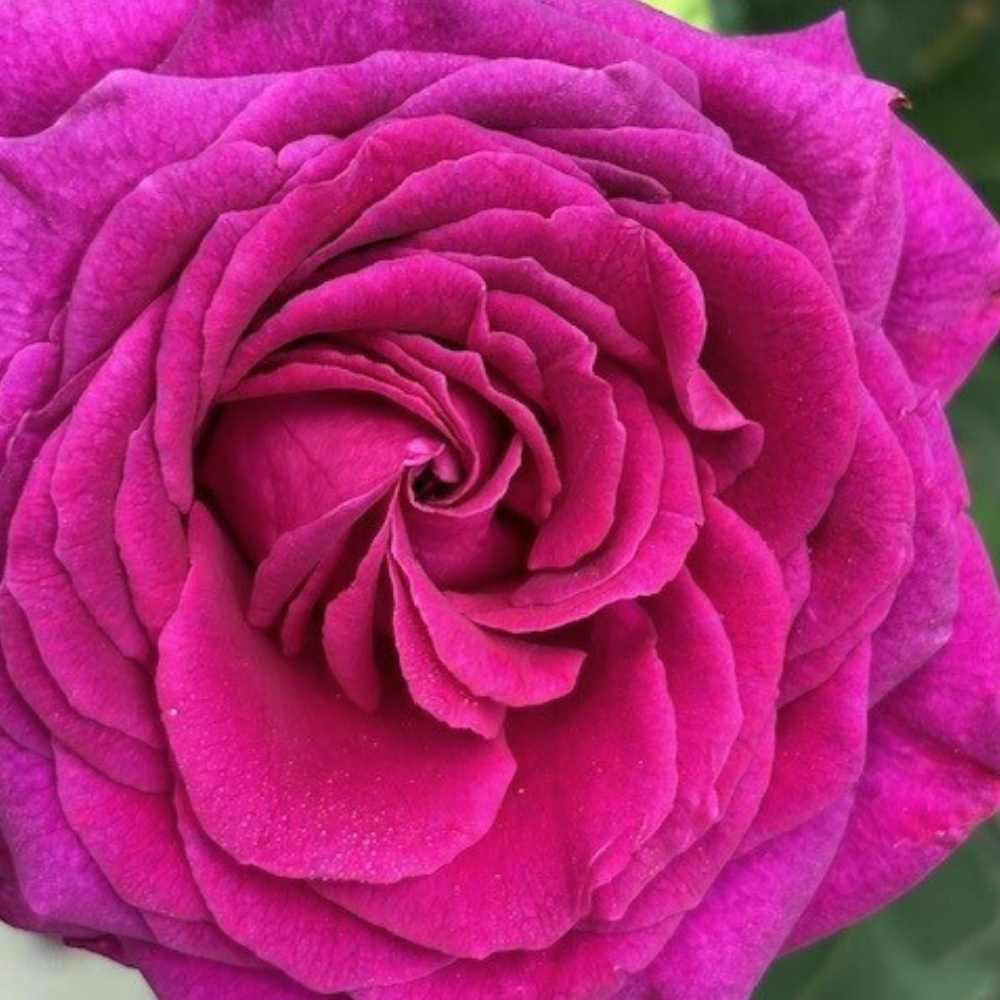 Storblomstrende rose, Rosa 'Big Purple'