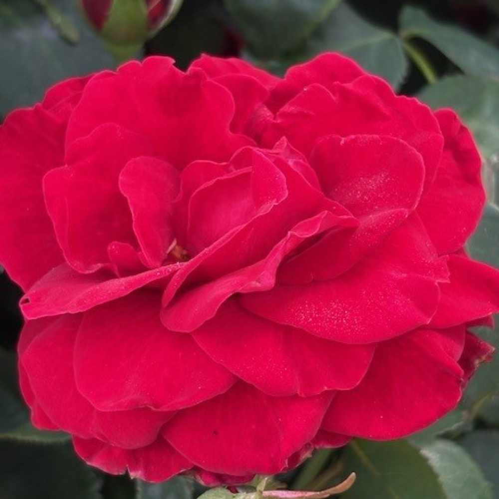 Rose Courage til haven - smuk storblomstrende rose