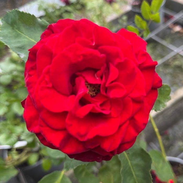 Rose Rosa 'Courage' – storblomstrende rose med varm mørkerød farve