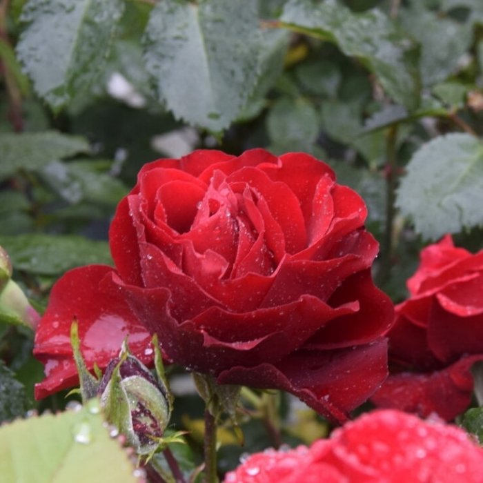Rose, Rosa 'Crazy in Love Red' - Slyngrose