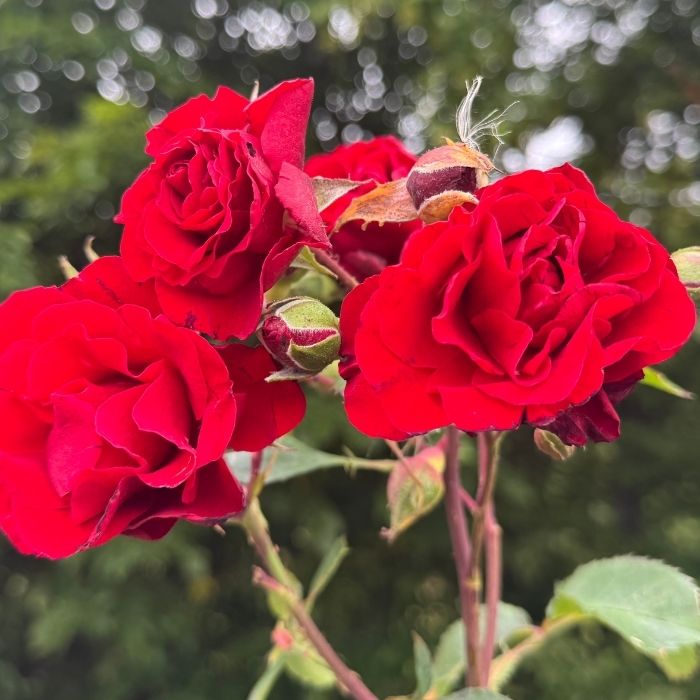 Rose, Rosa 'Crazy in Love Red' - Slyngrose