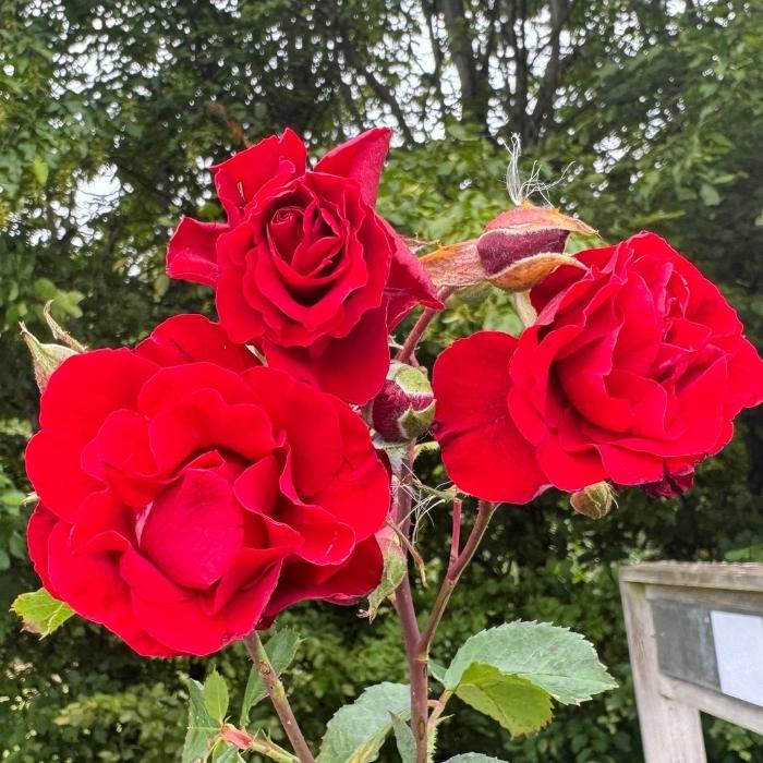 Rose, Rosa 'Crazy in Love Red' - Slyngrose