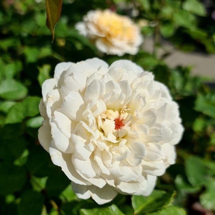 Rose, Rosa 'Emily Brontë Ausearnshaw' - Engelsk rose