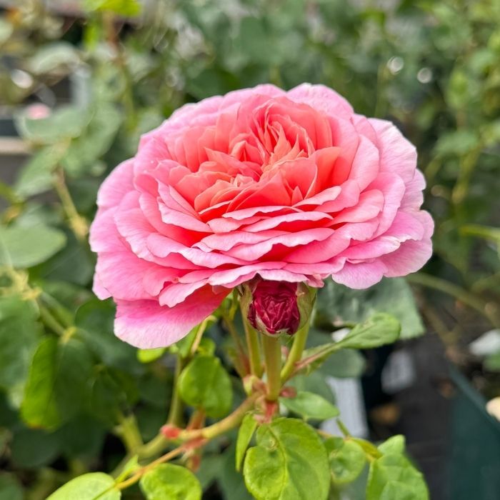 Rose, Rosa 'Emily Brontë' (Ausearnshaw) – Engelsk rose med sartrosa te-duft