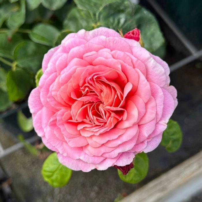 Rose, Rosa 'Emily Brontë' (Ausearnshaw) – Engelsk rose med sartrosa te-duft