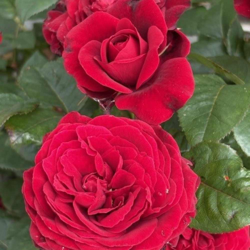 Rose 'Fall in love again'. Smuk buketrose/krukkerose til haven