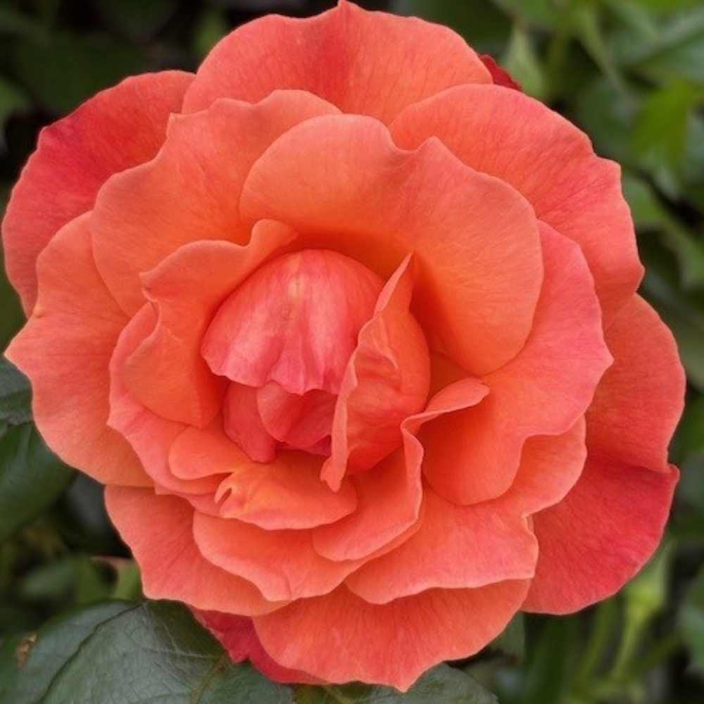 Rose, Rosa 'Fellowship' buketrose til haven