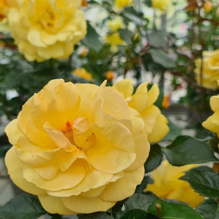 Rose, Rosa 'Friendship Forever' - Buketrose