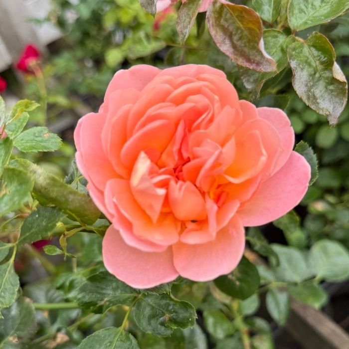 Rose, Rosa 'From far away' - Buketrose