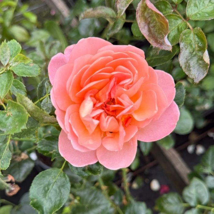 Rose, Rosa 'From far away' - Buketrose
