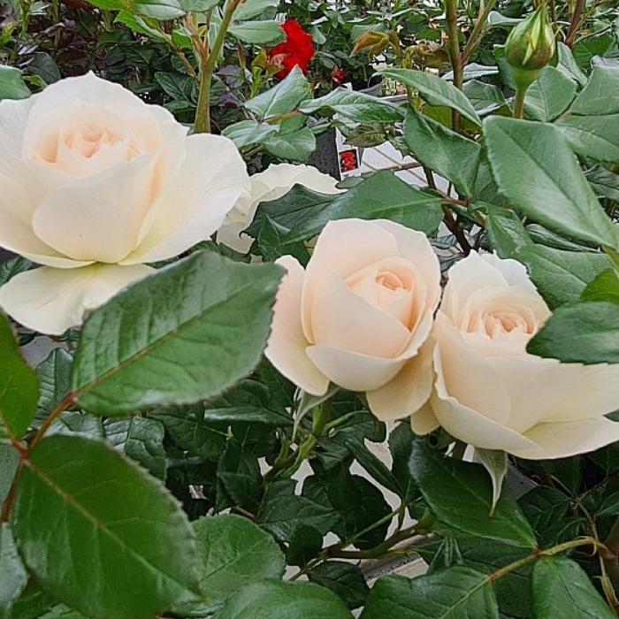Rose, Rosa 'Fru Nørby' - Buketrose