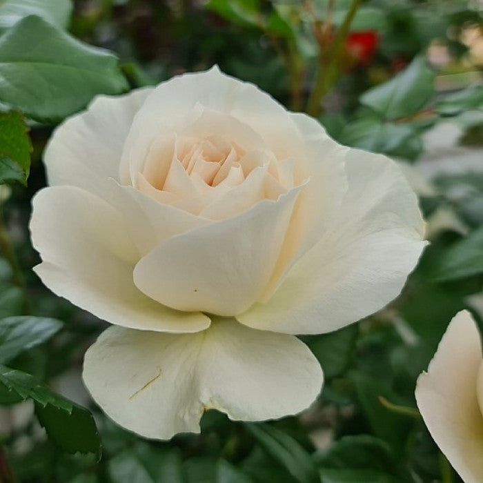Rose, Rosa 'Fru Nørby' - Buketrose
