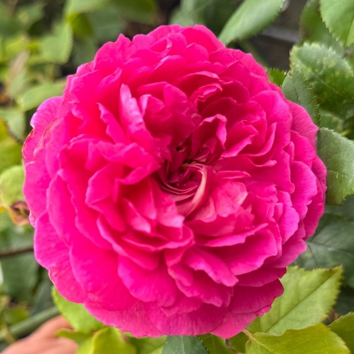 Rosa 'Gabriel Oak' – engelsk buskrose med dybrosa blomster og frugtagtig duft