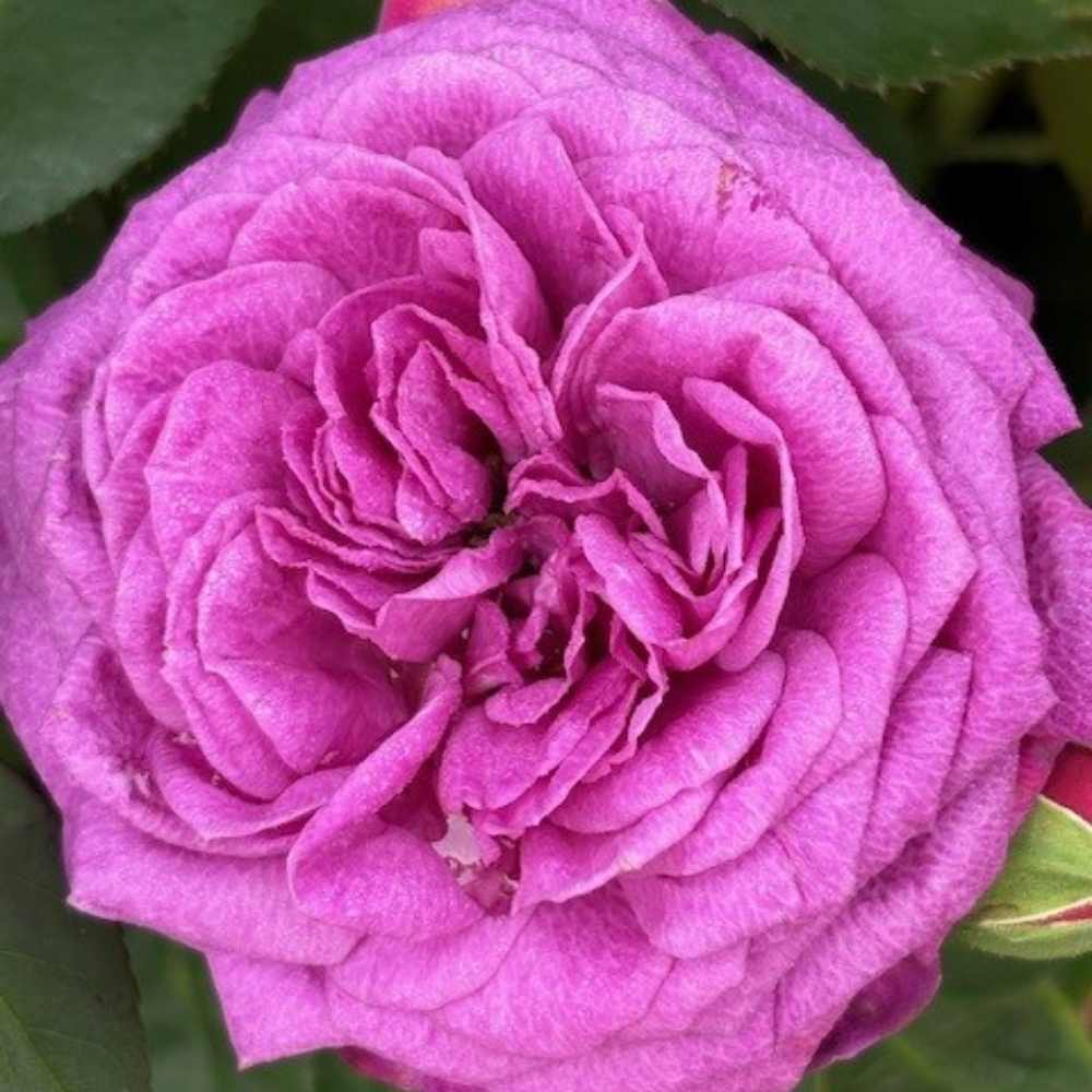 Rose, Rosa 'Heidi Klum®' - buketrose til haven
