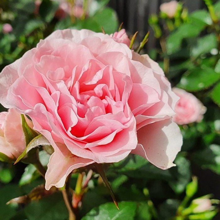 Rose, Rosa ´I am gratefull´ - Buketrose