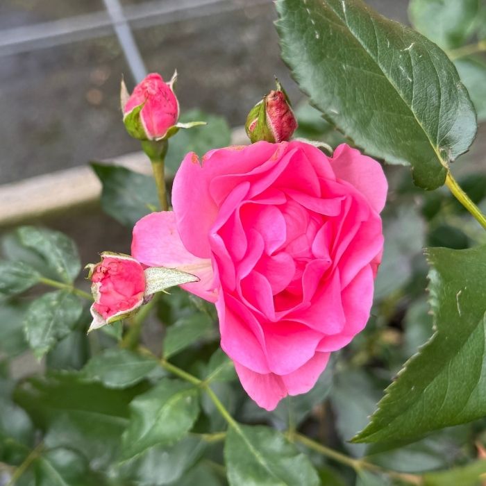 Rose, Rosa ´I am gratefull´ - Buketrose