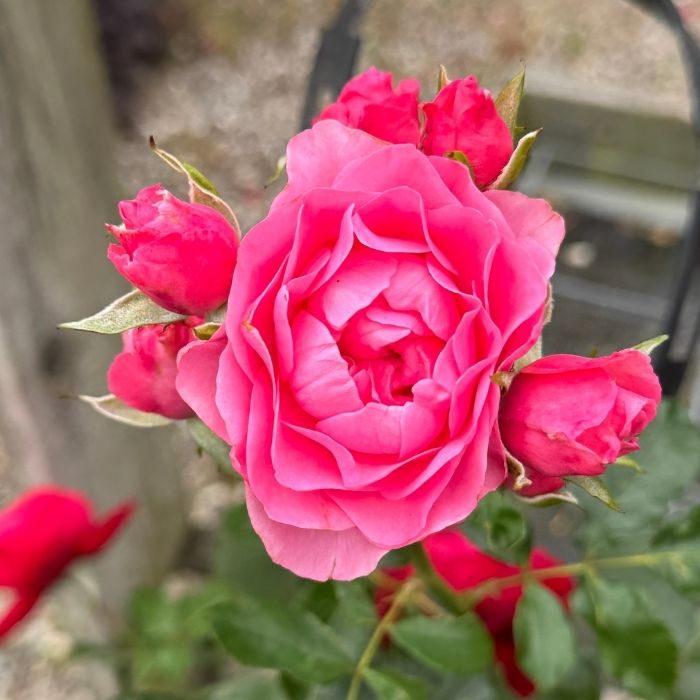 Rose, Rosa ´I am gratefull´ - Buketrose