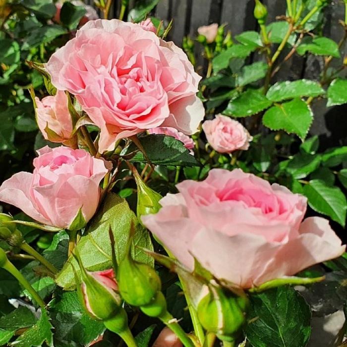Rose, Rosa ´I am gratefull´ - Buketrose