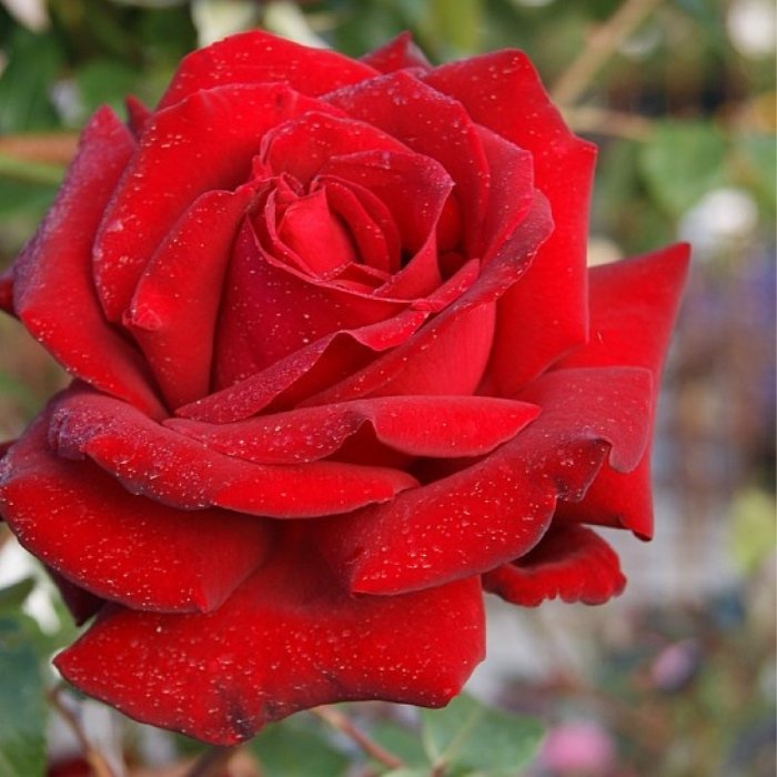 Rose, Rosa 'Ingrid Bergman' - Storblomstrende rose