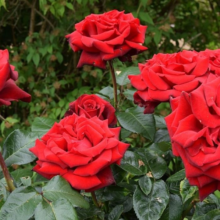 Rose, Rosa 'Ingrid Bergman' - Storblomstrende rose