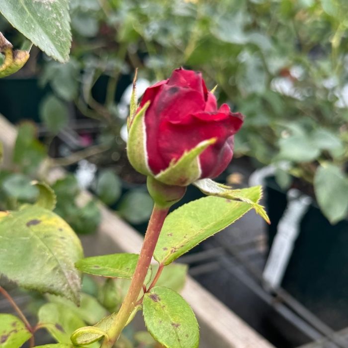 Rose, Rosa 'Ingrid Bergman' - Storblomstrende rose