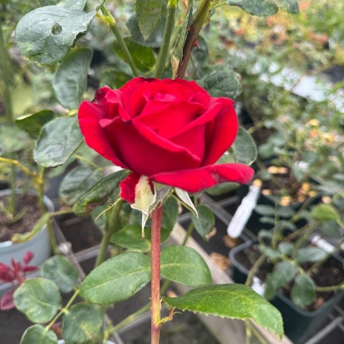 Rose, Rosa 'Ingrid Bergman' - Storblomstrende rose
