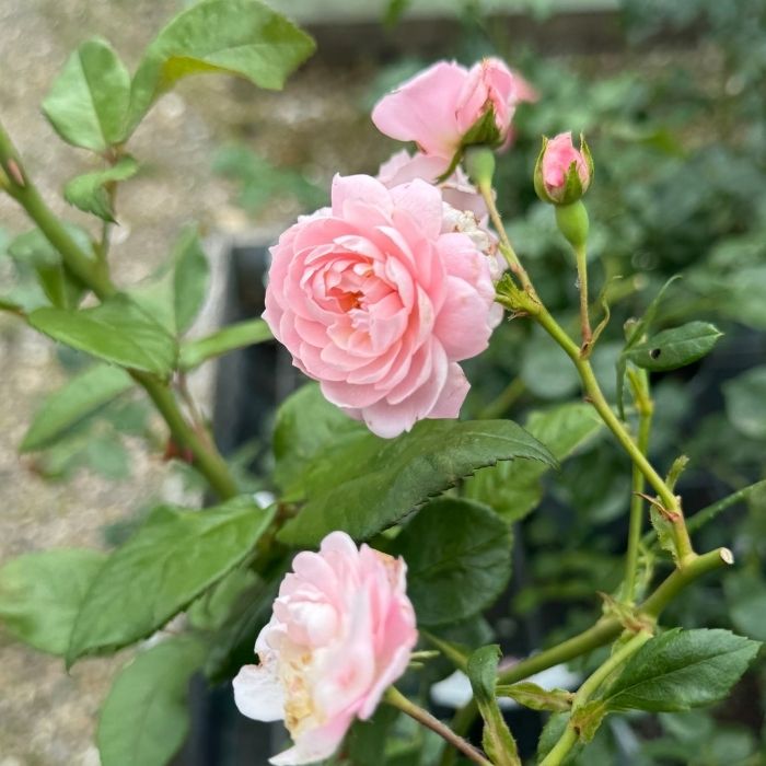 Rose, Rosa 'Jim The Viking' - Buketrose