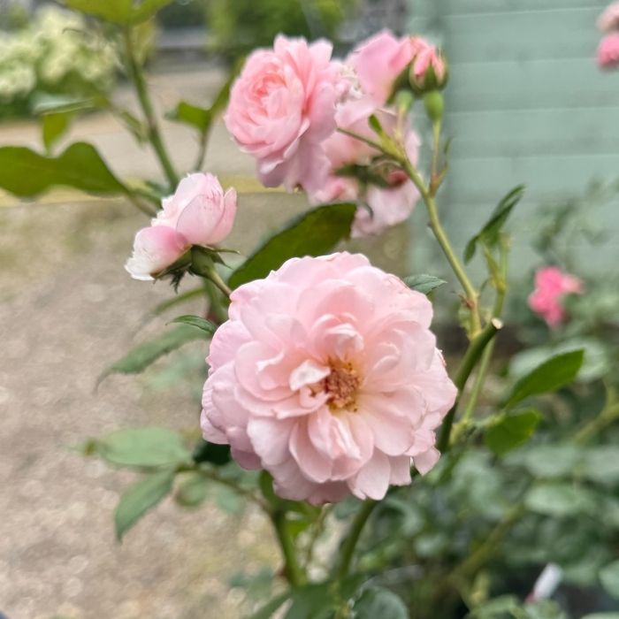 Rose, Rosa 'Jim The Viking' - Buketrose
