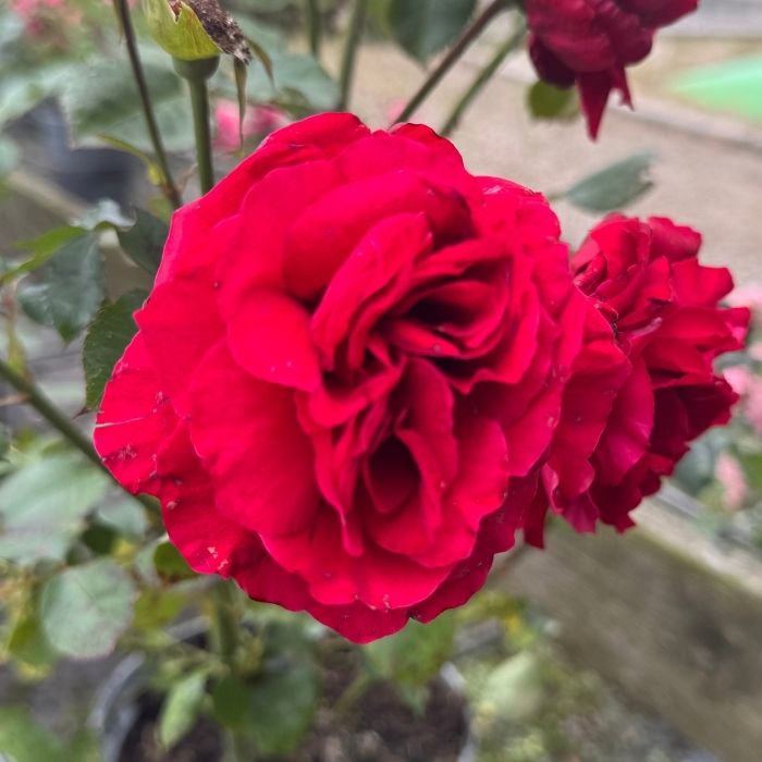 Rose, Rosa 'Look Good Feel Better' – Buketrose med mørkerøde blomster og dejlig duft