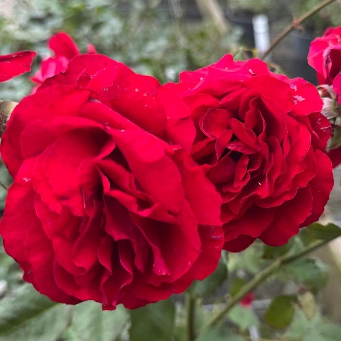 Rose, Rosa 'Look Good Feel Better' – Buketrose med mørkerøde blomster og dejlig duft