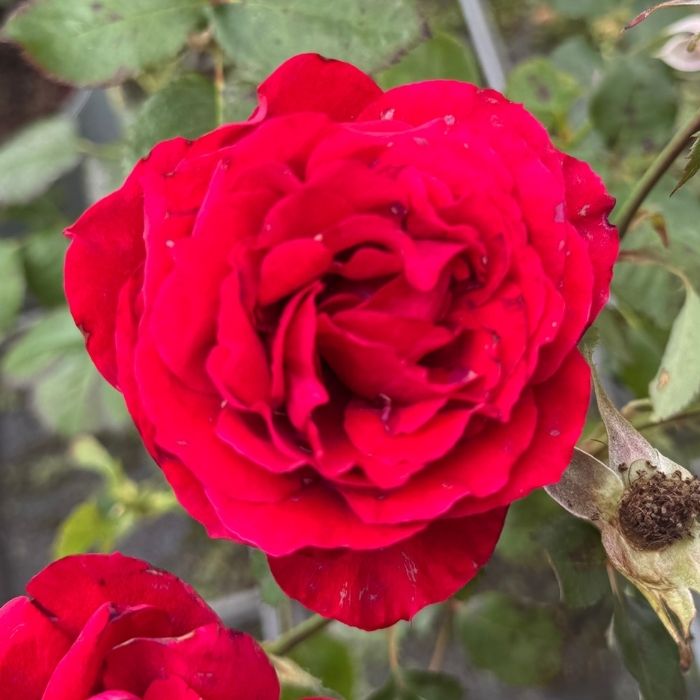 Rose, Rosa 'Look Good Feel Better' – Buketrose med mørkerøde blomster og dejlig duft